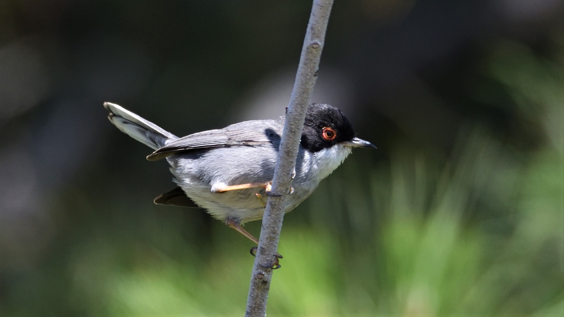 Sardinian Warbler